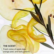 Close-up of thinly sliced green apple, citrus peel curls, and dark leafy stems on a white background, illustrating SEEN Shampoo's scent notes of apple dew, orange peel, and leafy greens